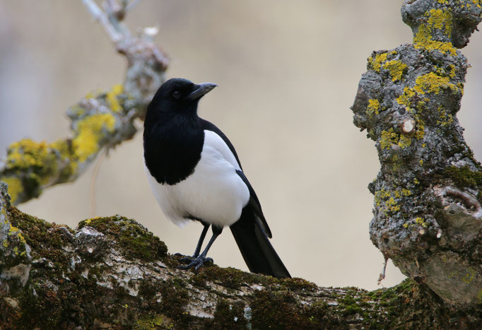 Urraca, parque de La Trinidad