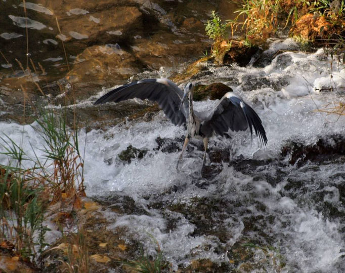 Garza real pescando trucha