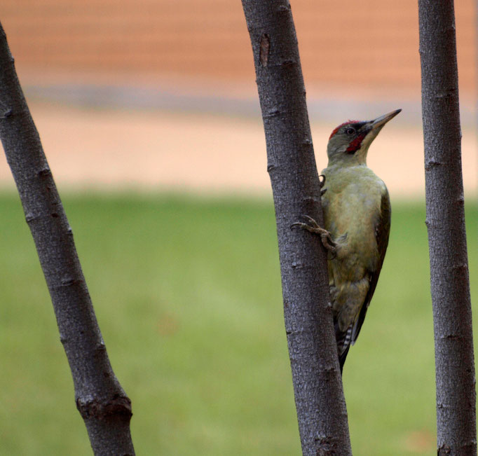 Pito real (pájaro carpintero), jardines de universidad.