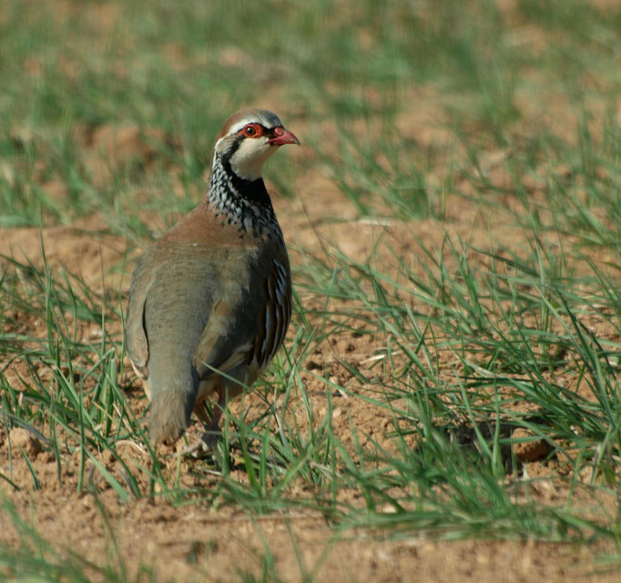 Perdiz macho