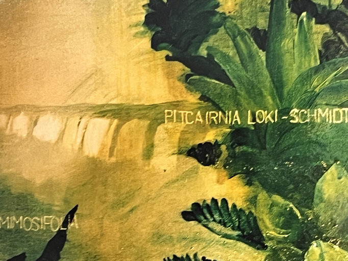 detail portait Loki Schmidt: the falls of Iguazu with Pitcairnia loki-schmidtiae - a plant named after her