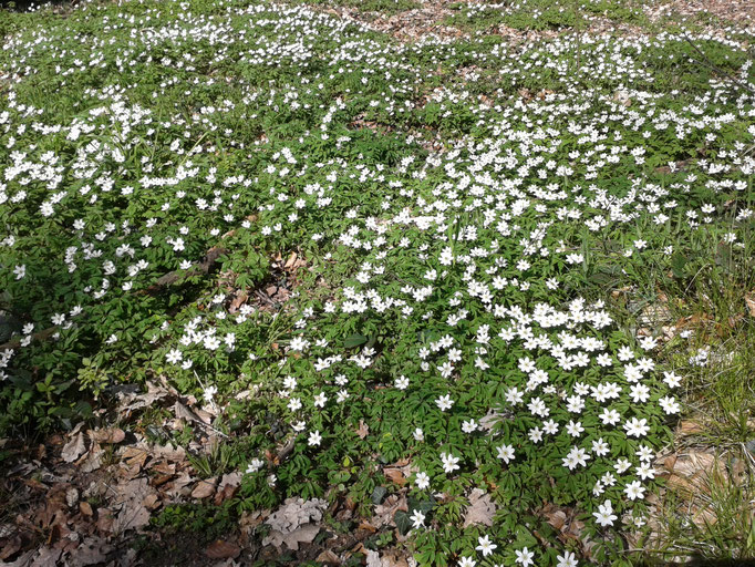 Buschwindröschen - weißer Blütenteppich im Frühling