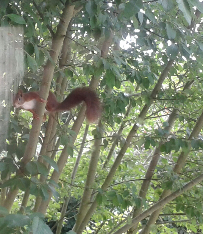 ... "mein Eichhörnchen": Neugieriger Besucher vorm Wohnzimmerfenster