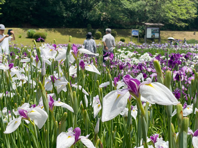 五十公野公園あやめ園｜開花状況【R8年6月19日】