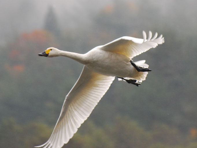 翼を広げて飛行する白鳥