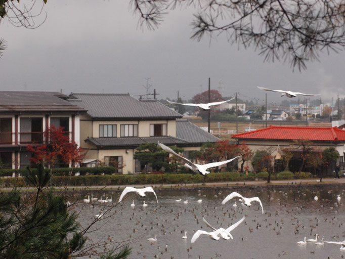 集落の上空を飛ぶ白鳥の群れ
