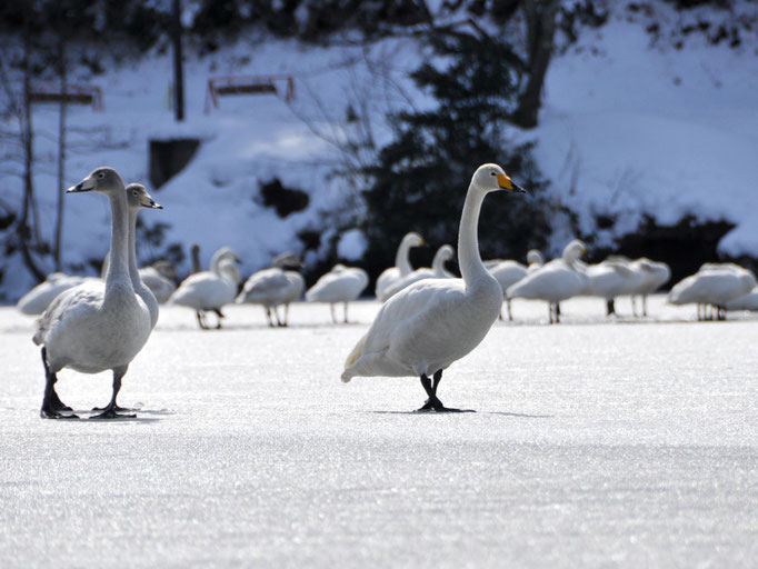 凍結した水面を歩く白鳥の群れ
