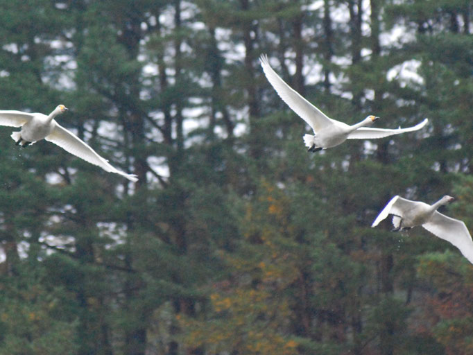 森の上を編隊で飛ぶ白鳥