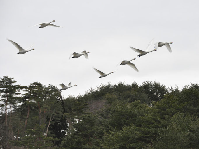 森の上空を群れで飛ぶ白鳥