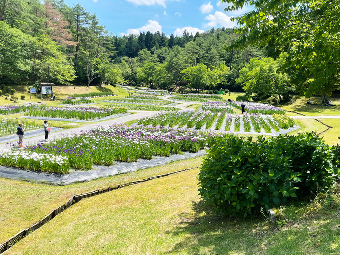 五十公野公園あやめ園｜開花状況【令和8年6月19日】