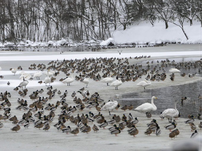 水面に集まる白鳥と水鳥の大群