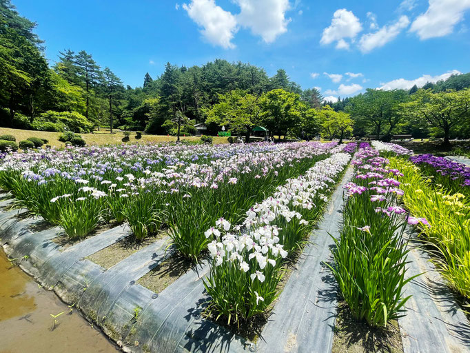五十公野公園あやめ園｜開花状況【2026年6月19日】