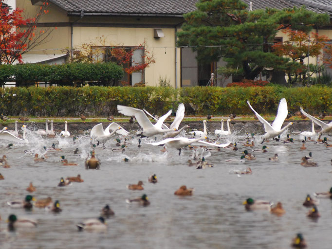 水面で白鳥と水鳥が集う様子