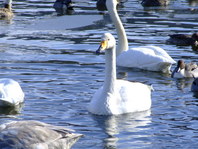 水面を泳ぐ白鳥の姿