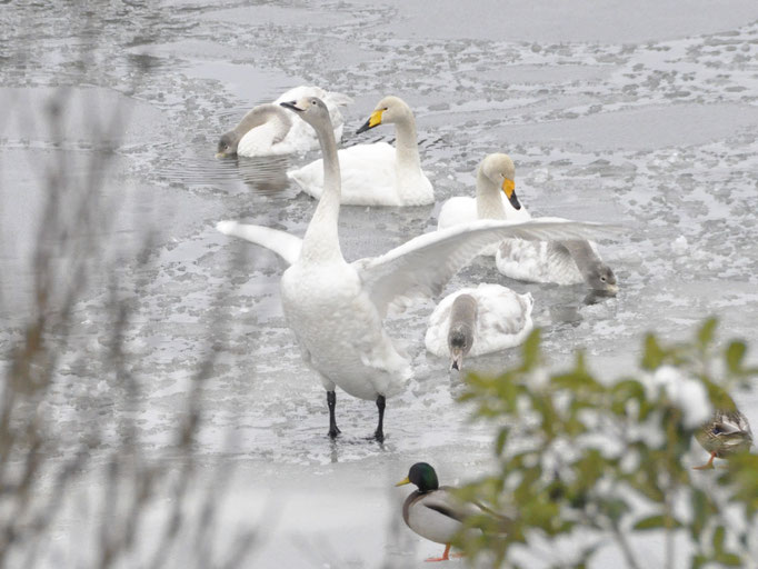 雪景色の中で羽を広げる白鳥