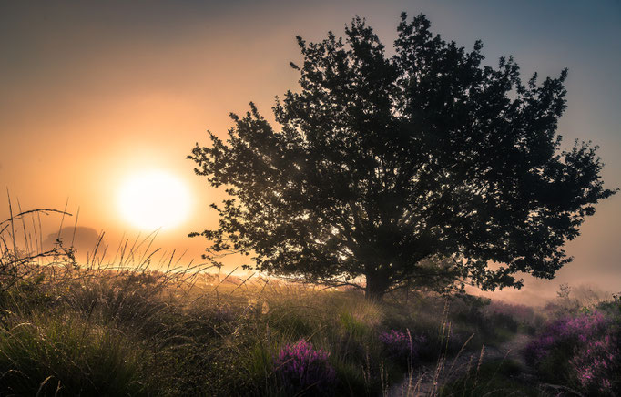 Dutch national park Sallandse heuvelrug, Martijn van Steenbergen, © 2018