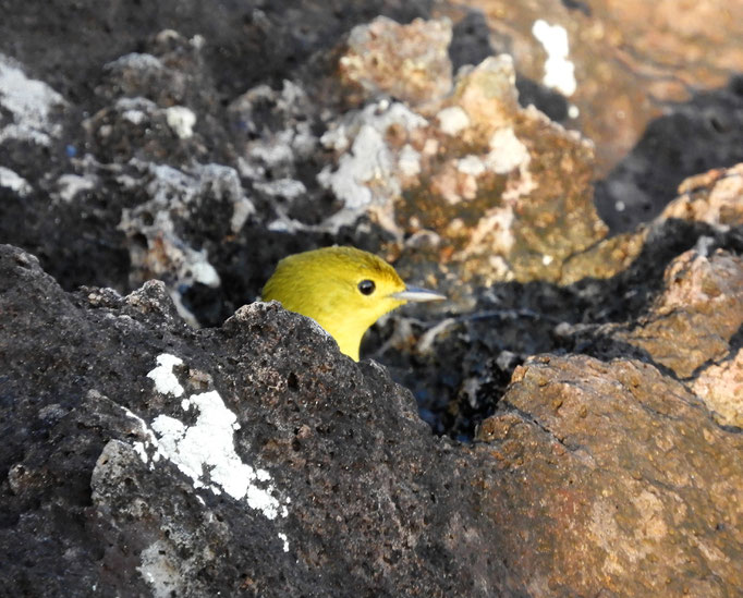 Yellow Warbler