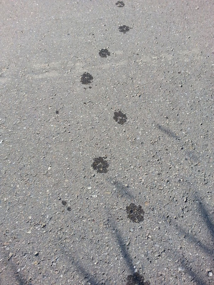 Hunde hinterlassen Spuren in unseren Herzen (Fußabdrücke von Barco) 26.06.14