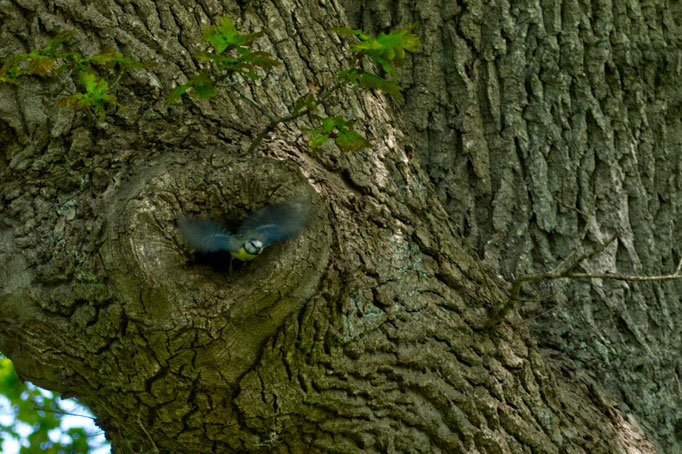 Blaumeise - Wilfried Vogelpohl