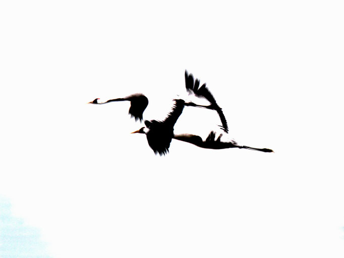 Kraniche im Flug - Ralf Ehben