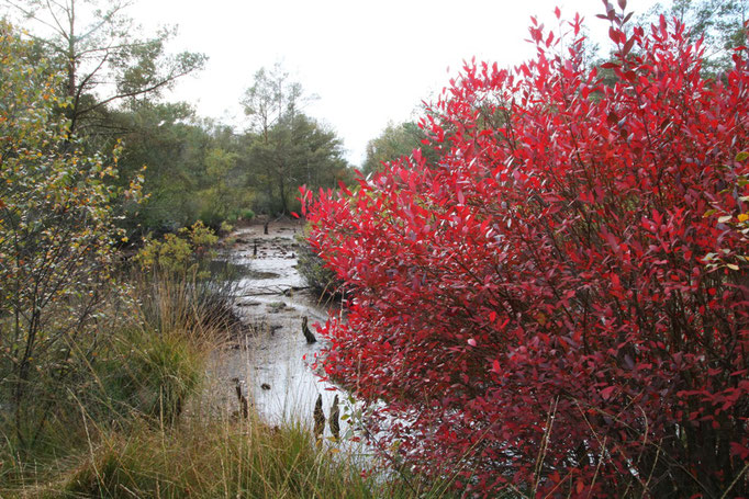 Witte Hollener Moor. Elke Riesmeier