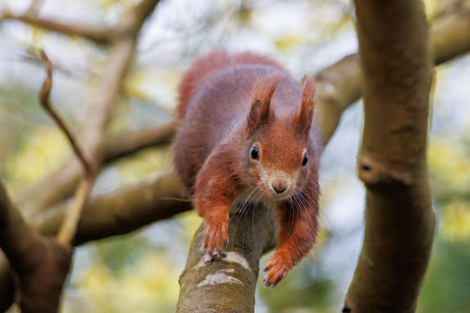 Eichhörnchen - Elke Ueber