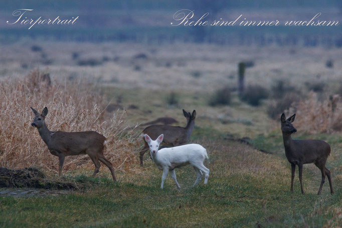 Wachsame Rehe - Tammo Gerdes-Röben