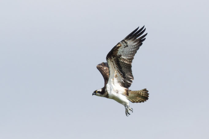 Frei wie ein Adler - Klaus-Dieter Haak