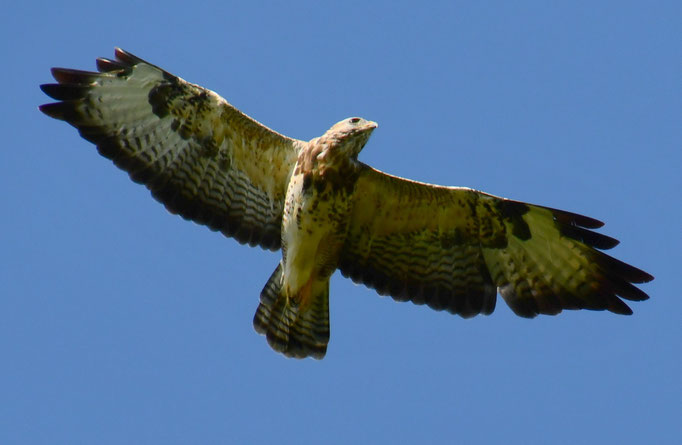 Mäusebussard - Hermann Niehuis-Schwiertz