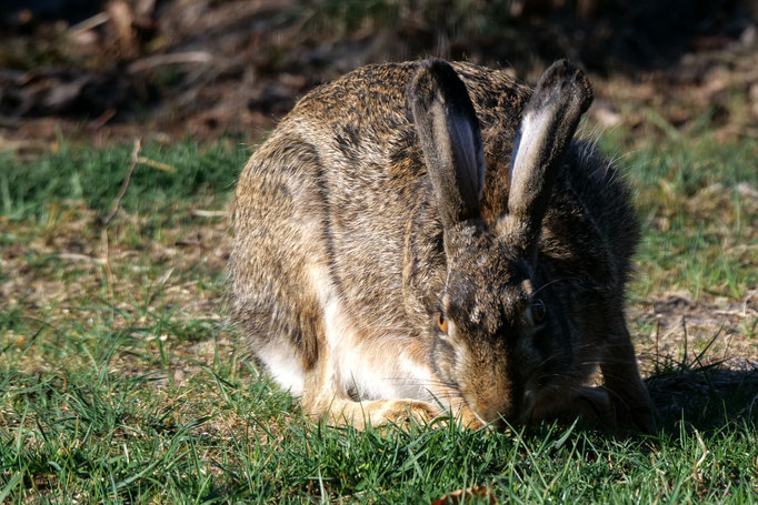 Hase - Wilfried Vogelpohl
