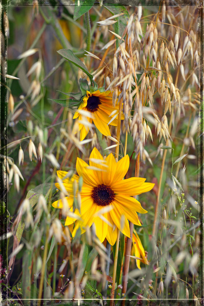 Sonnenblumen - Inzing - Tirol