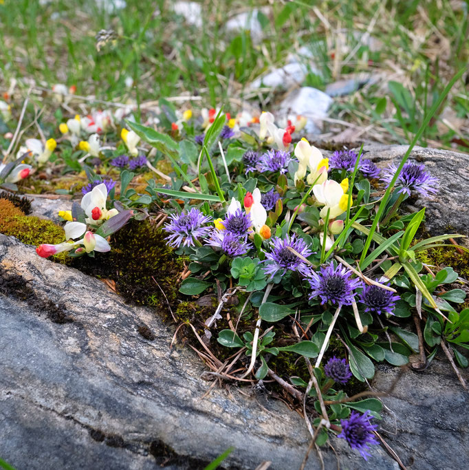 Blumen - Obernberg