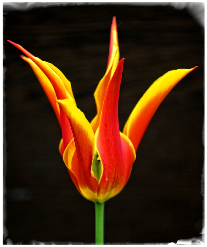 Tulpe