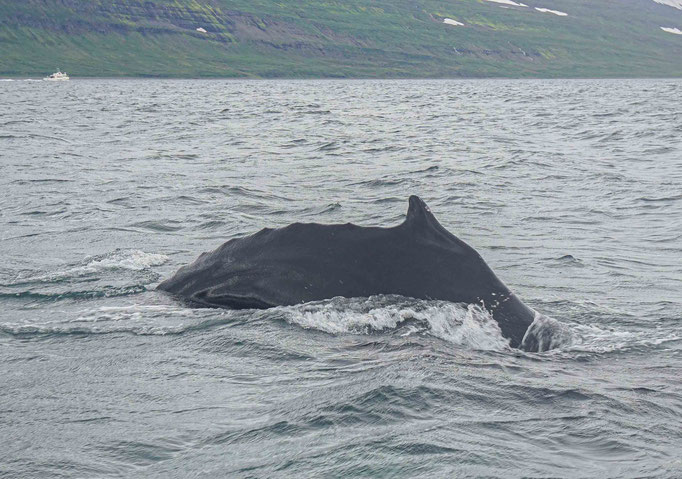 Whale Watching in Isafjördur