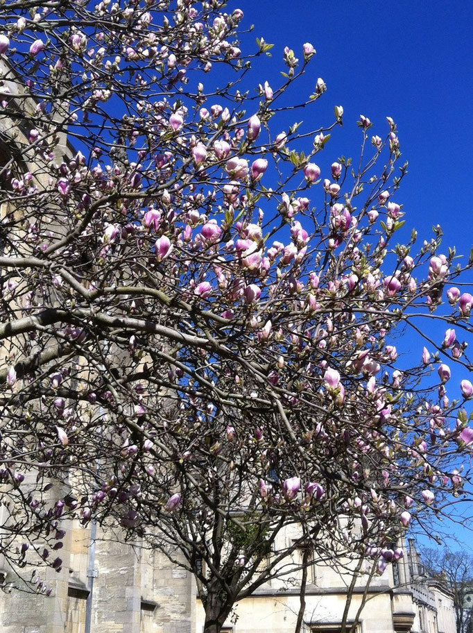 Spring in central Oxford with a Mangolia tree bursting into life!
