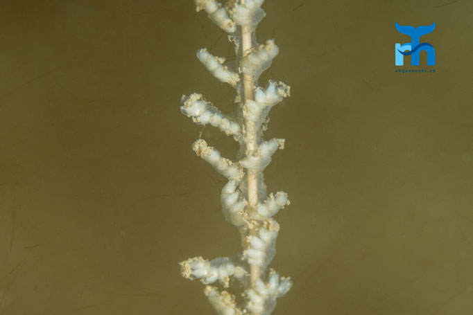 Tall sea pen (Funiculina quadrangularis) © Robert Hansen