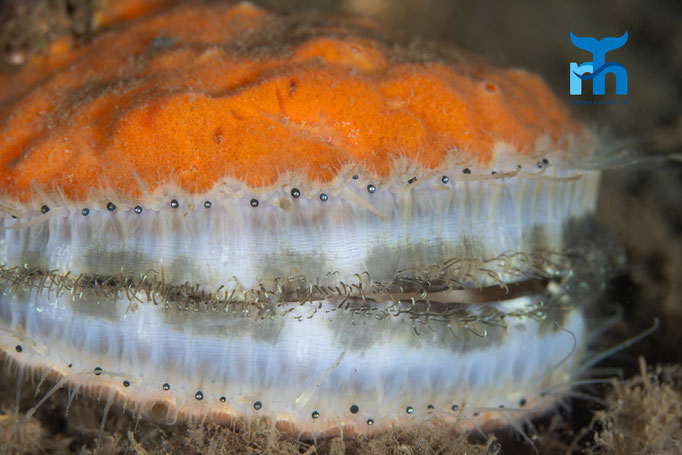 Queen scallop - Aequipecten opercularis, Loch Creran © Robert Hansen