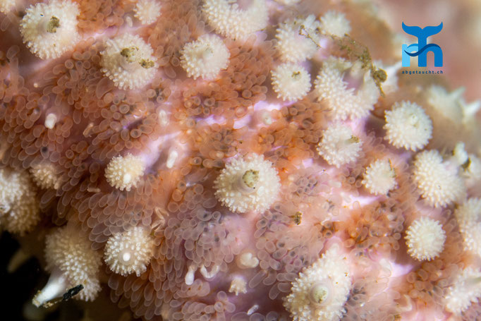 Spiny starfish - Marthasterias glacialis, Whiting Bay, Arran © Robert Hansen