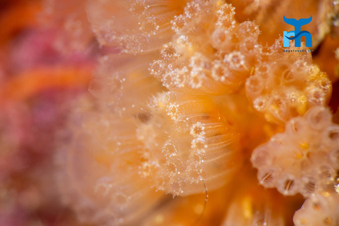 Sea squirt - Aplidium turbinatum, Staxigoe © Robert Hansen