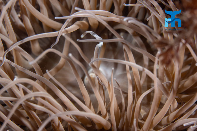 Snakelocks anemone (Anemonia viridis) © Robert Hansen
