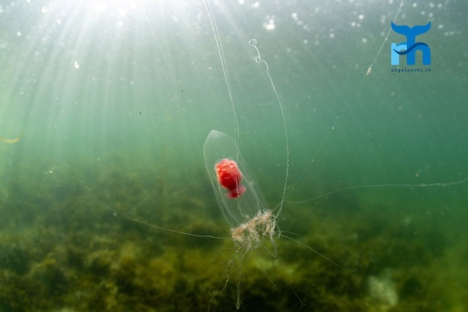 Jellyfish - Neoturris pileata, Sound of Shuna © Robert Hansen