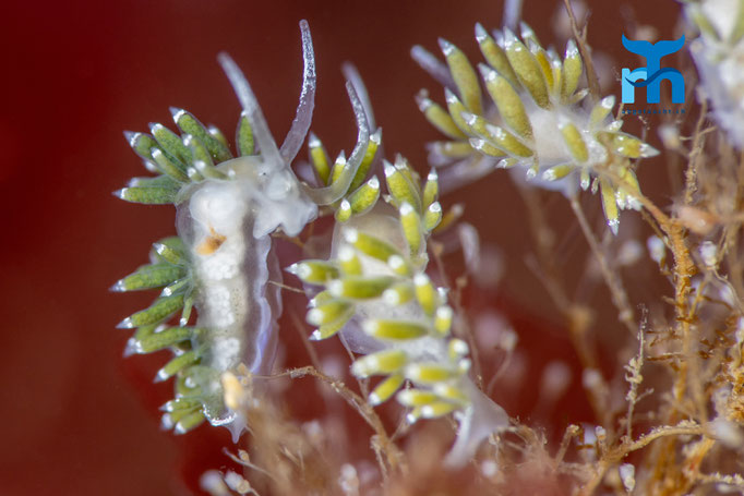 Nudibranch - Diaphoreolis viridis, Strome Castle, Loch Carron © Robert Hansen