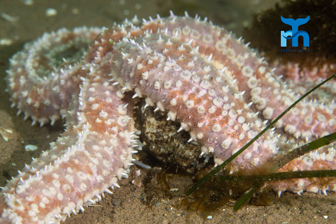 Spiny starfish - Marthasterias glacialis, Whiting Bay, Arran © Robert Hansen