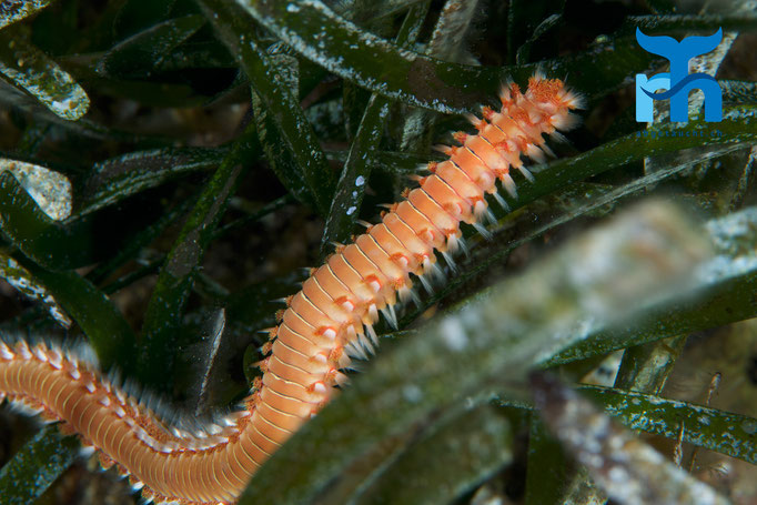  Bart-Feuerborstenwurm auf Nahrungssuche im Neptungras © Robert Hansen, April 2016