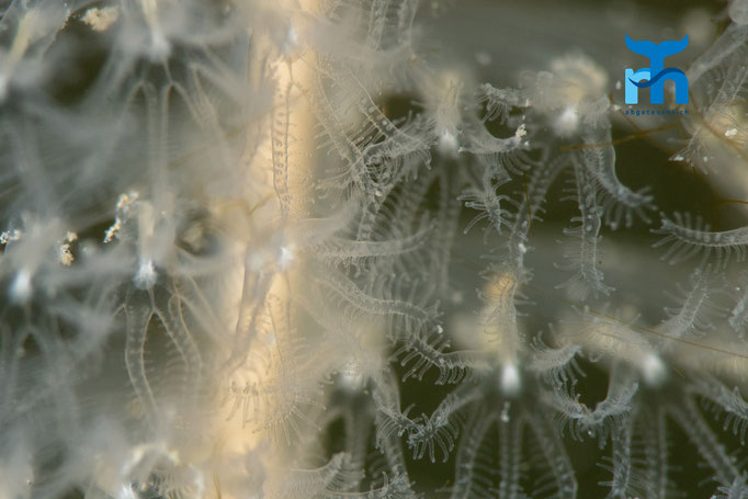 Slender sea pen (Virgularia mirabilis) © Robert Hansen
