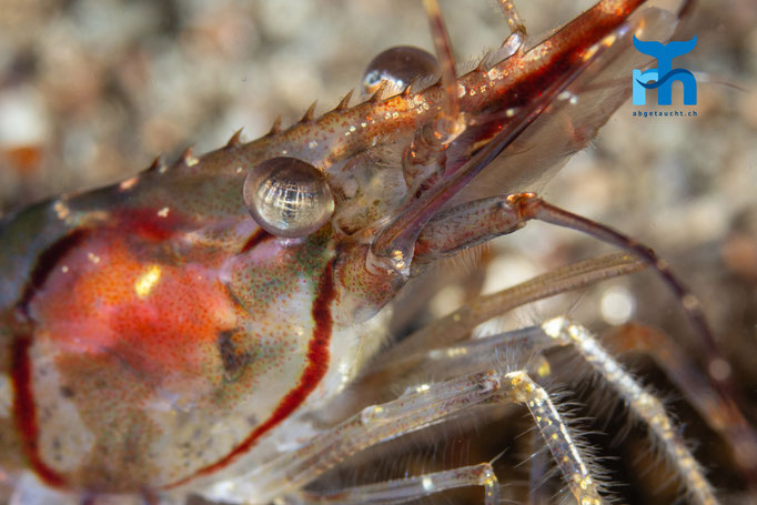 Humpback prawn - Pandalus montagui, Strome Castle, Loch Carron © Robert Hansen