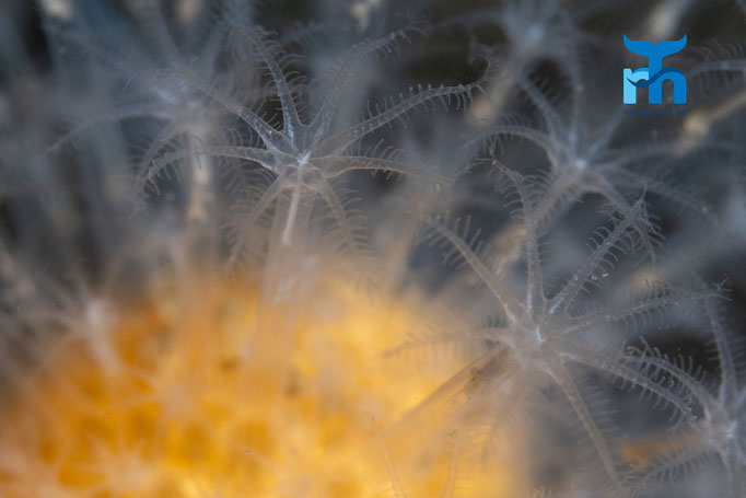 Red sea fingers - Alcynium glomeratum, Loch Creran © Robert Hansen