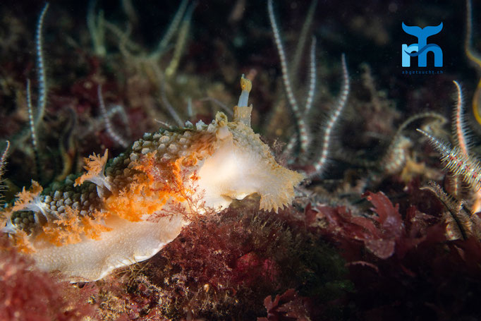 Dead mans fingers sea slug - Tritonia hombergi, Strome Castle, Loch Carron © Robert Hansen