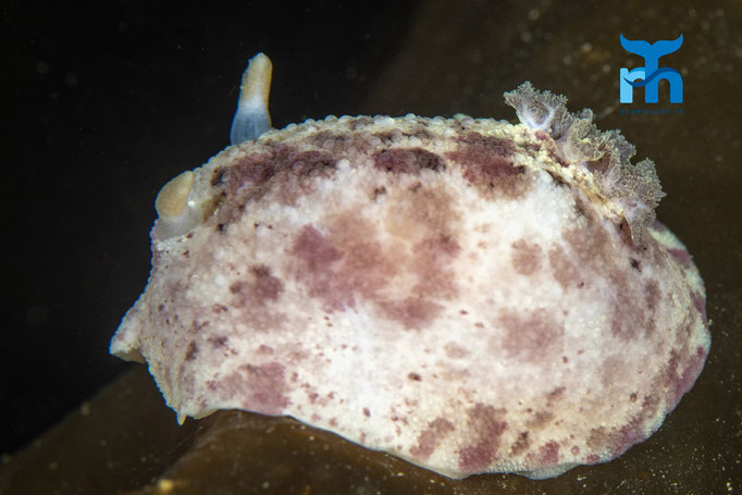 Sea lemon - Archidoris pseudoargus, Strome Castle, Loch Carron © Robert Hansen