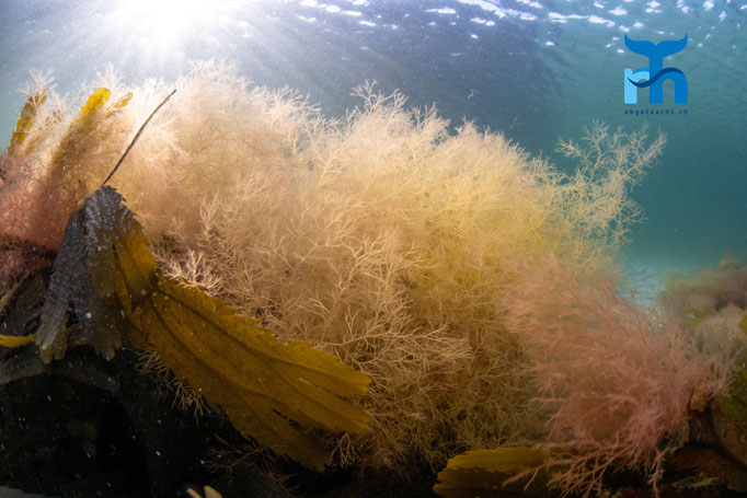 Seaweed, Port Charlotte, Islay © Robert Hansen